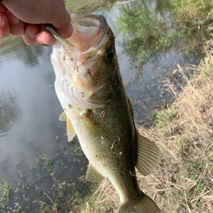 Meet your Posher, Eli